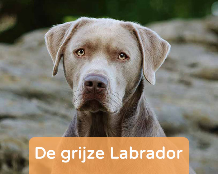 Grijze Labrador - Alle Informatie Op Één Plek