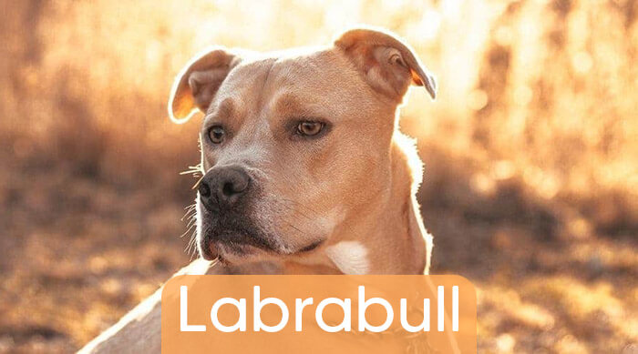 Is aan het huilen Vruchtbaar Gaan wandelen Labrabull – Alles over de Labrador x Amerikaanse Pitbull kruising
