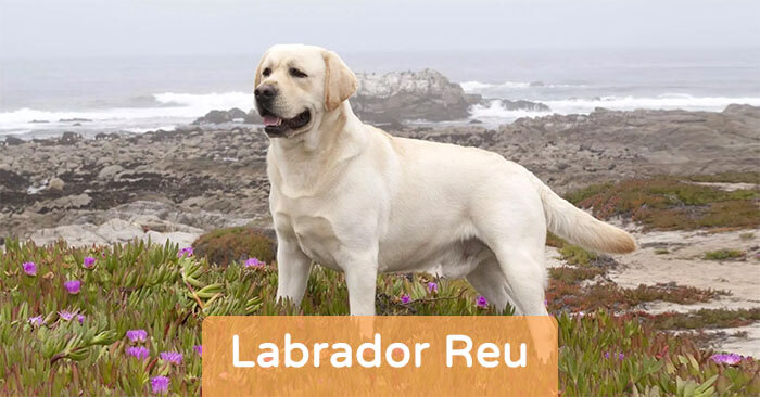 Labrador Reu – De Belangrijkste Informatie Op Één Plek