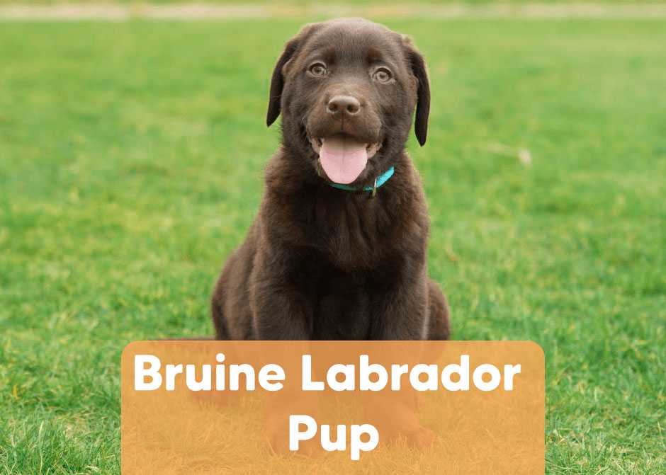 leraar Adviseur Isaac Bruine Labrador pup - Karakter, opvoeding, verzorging en training!