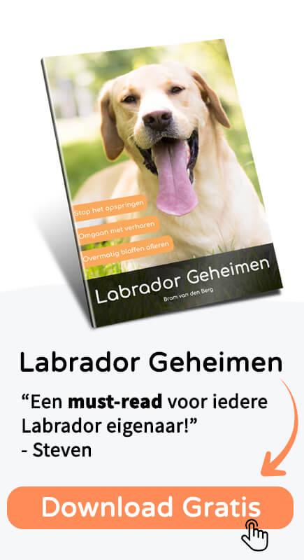 Schofthoogte Labrador – Hoe Groot Wordt Een Labrador?